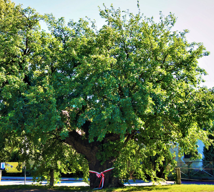 Śmiałowicka 🌳 morwa – konkurs Drzewo 🌳 Roku 2019